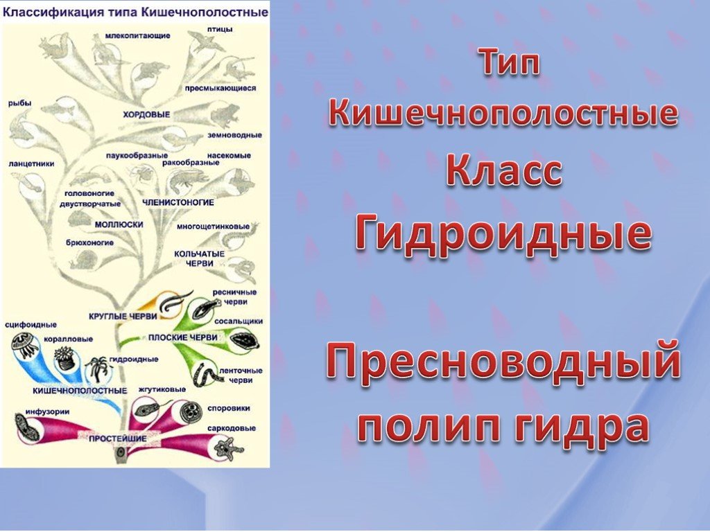 Как купить через кракен